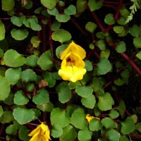 Impatiens repens Moon ex Wight